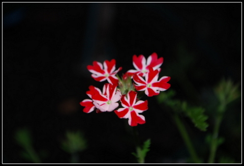 DSC_0010.JPG