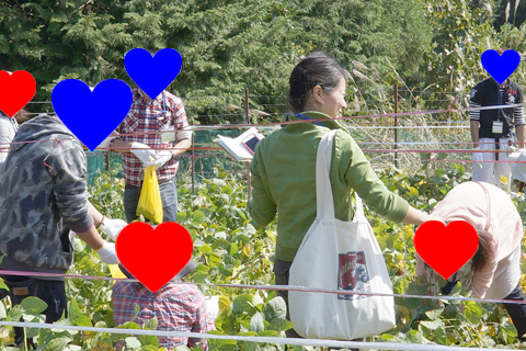 Harvest in Minobu 08
