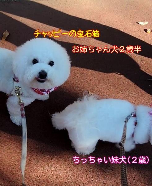 ビションフリーゼ　姉妹
