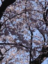 画像 2059桜３.JPG