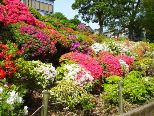 根津神社のつつじ苑