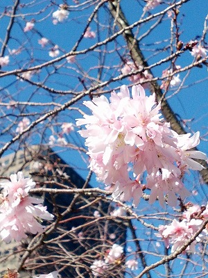 十月桜2.jpg
