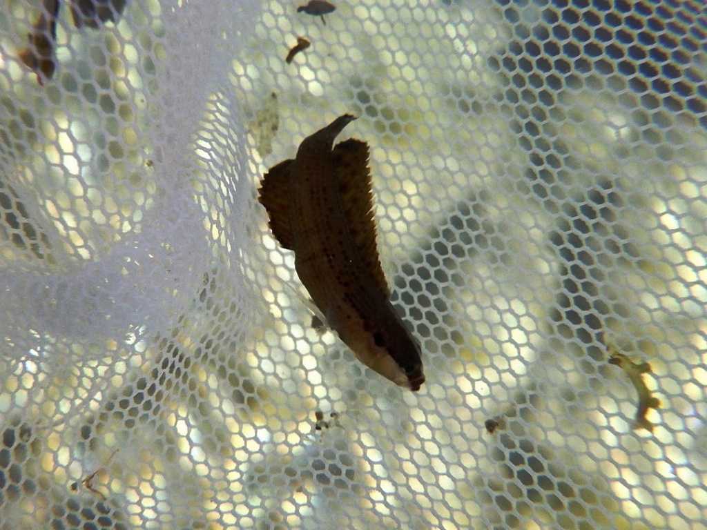 串本磯採集2023年8月上旬45　トゲタナバタウオ（Belonepterygion fasciolatum）