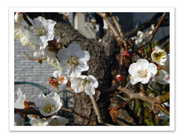 梅の花白枠