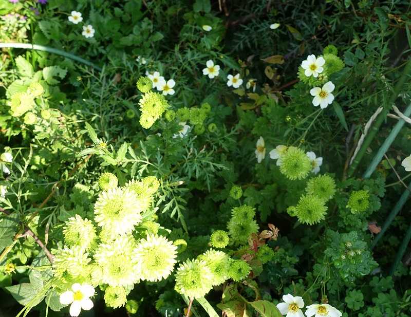 11月8日 今日の一花 スプレーマム グリーンマム Gazengamaのブログ 散歩中に出合った花と趣味の陶芸作品 楽天ブログ