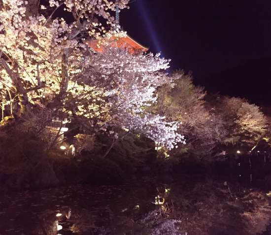 清水寺　桜ライトアップ