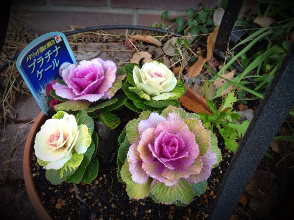 rblog-20141231141248-00.jpg