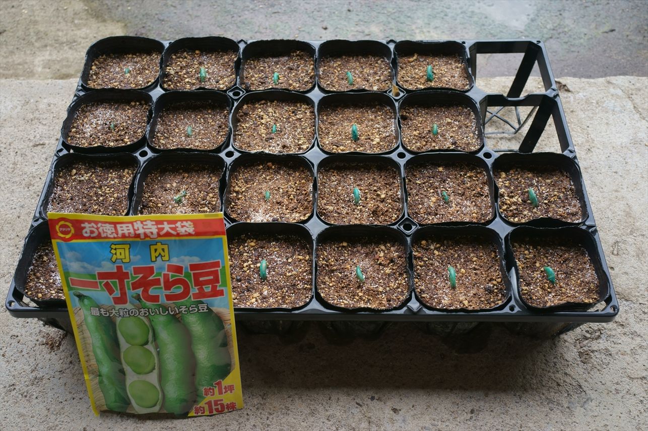 そら豆の種をポットに植える 大分行き当たりばったり 楽天ブログ