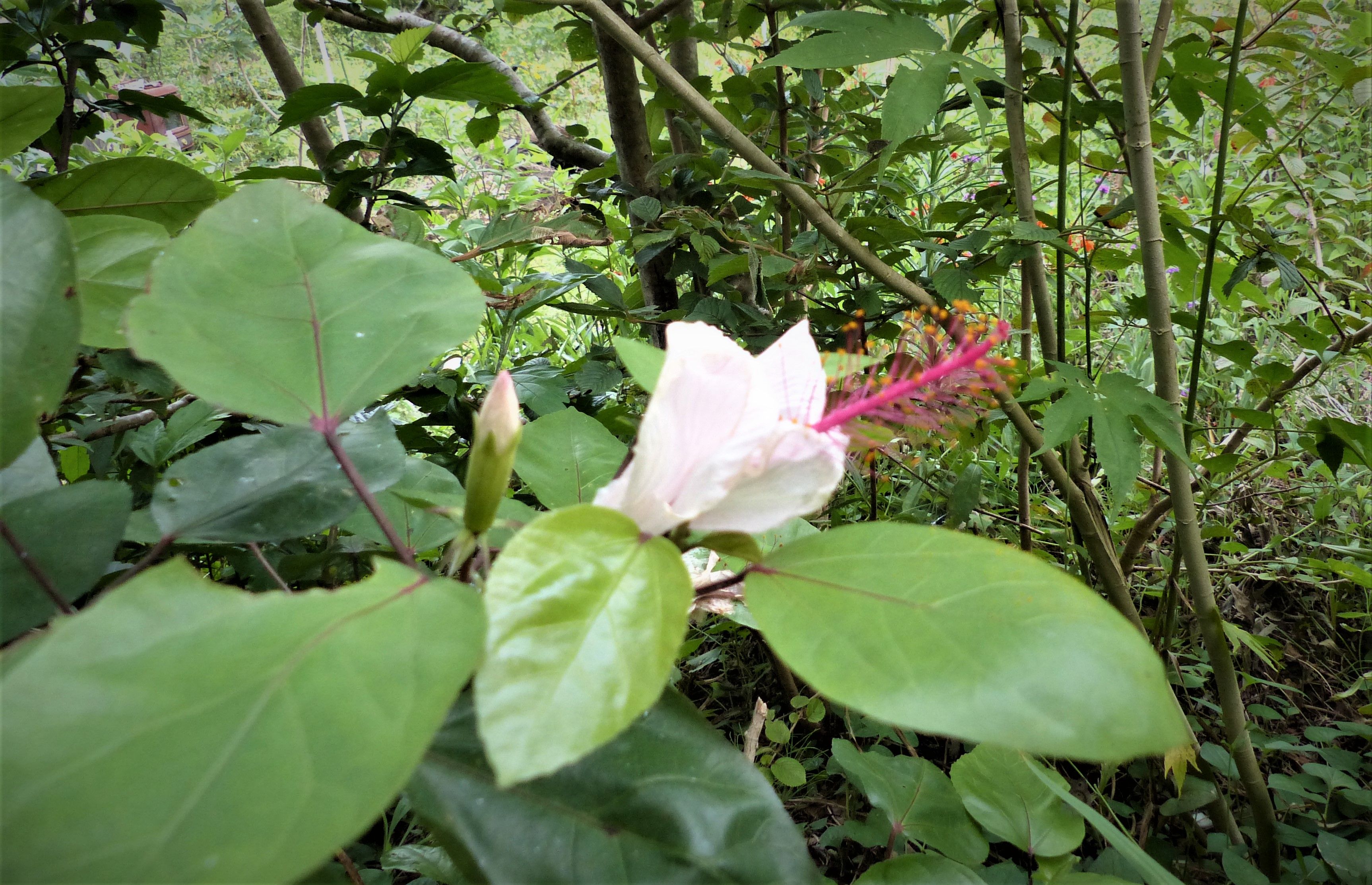 白いハイビスカスの 花が二輪目が咲きました オープンガーデン 蕗のとう 楽天ブログ