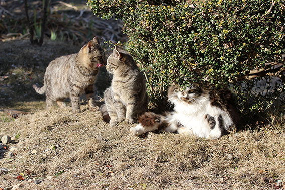 我が家のニャンコ♪2015/1/15-3