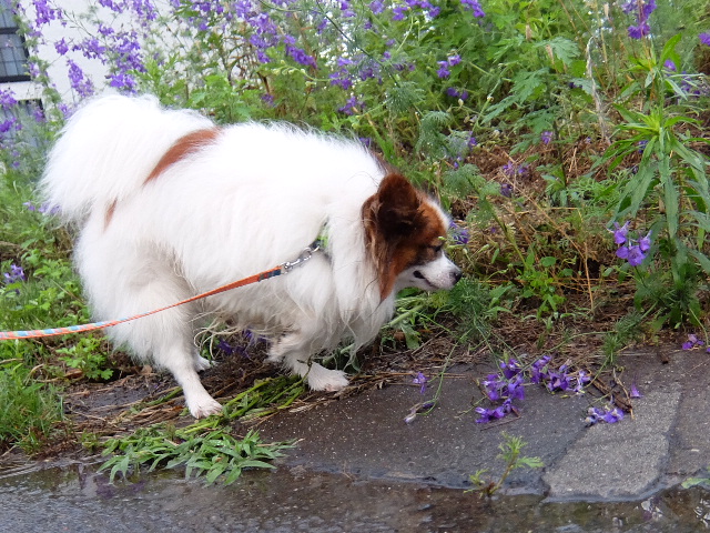 DSCF6821.JPG