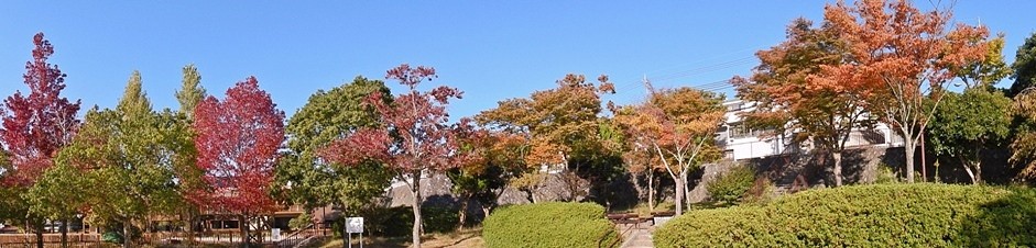 公園の紅葉18.JPG