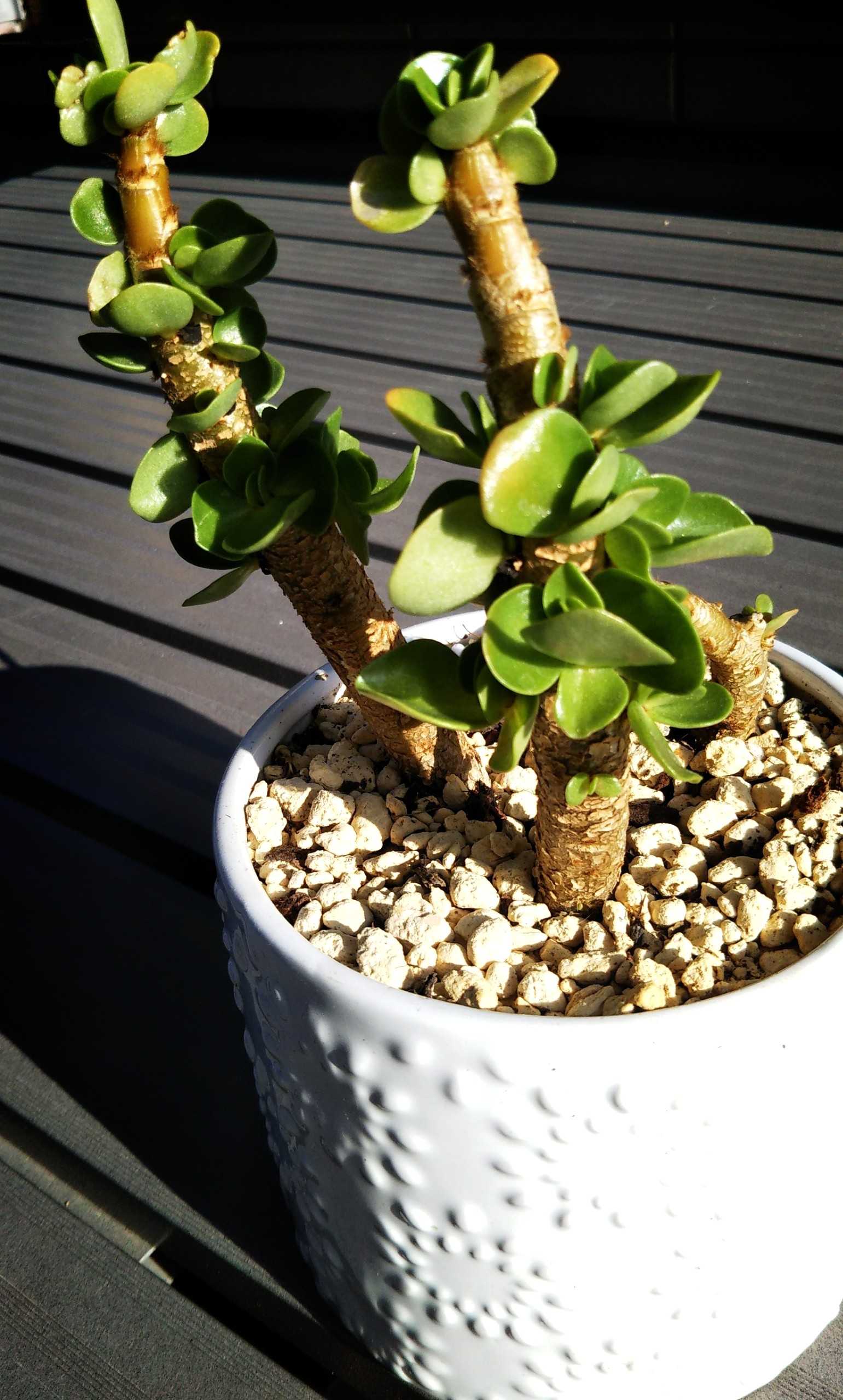 アデニウムも芽吹きはじめる Sana Niwa 楽天ブログ