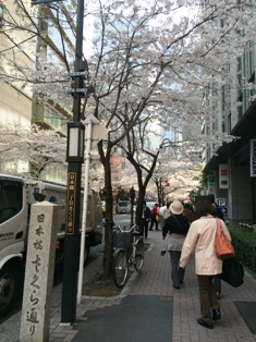 sakura1.JPG