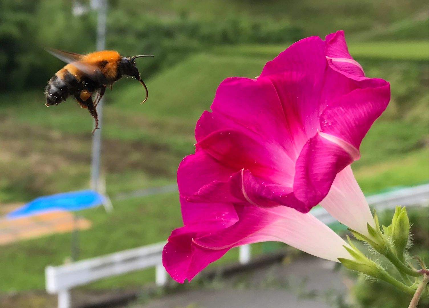 ミツバチ のん木ぶろぐ 楽天ブログ