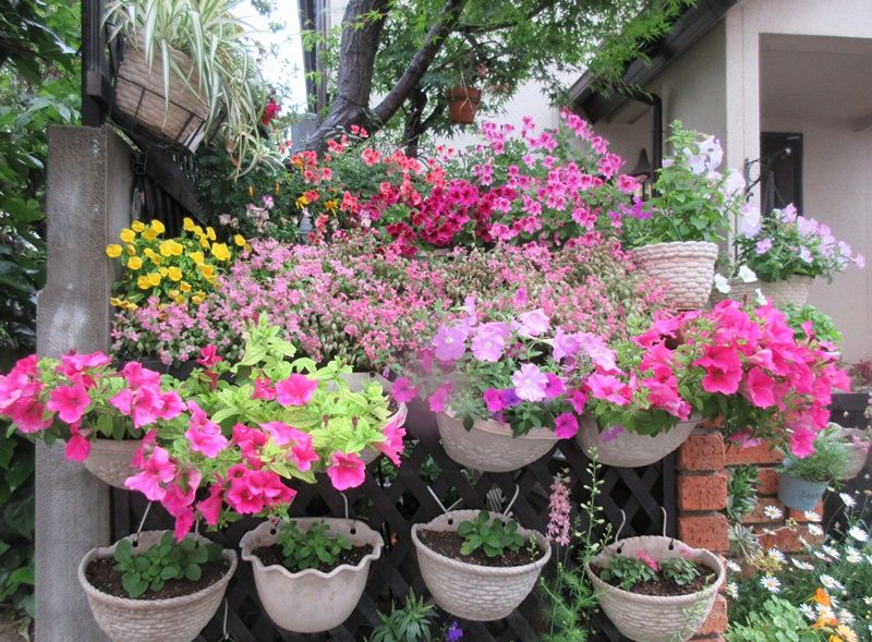夏に向けて雨風対策ペチュニア 孫のオステオスペルマムの剪定 狭い庭を花いっぱいにする育て方 楽天ブログ