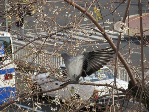 ナンキンハゼの実を食す鳩