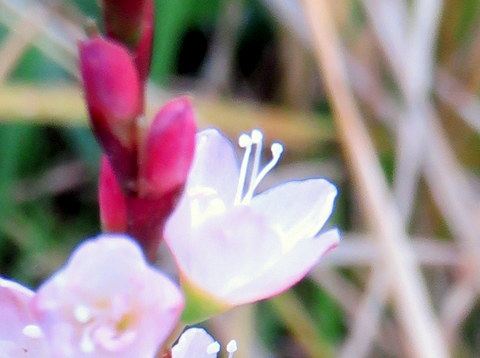 柱頭が３本、だいぶはっきり