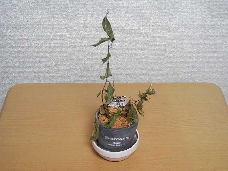 植物日記 第86週 S N J S Fine Days 楽天ブログ