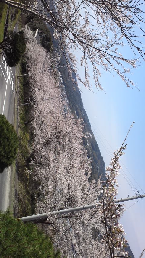 sakura2