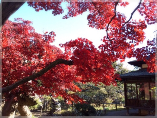 臨春閣 裏庭の紅葉