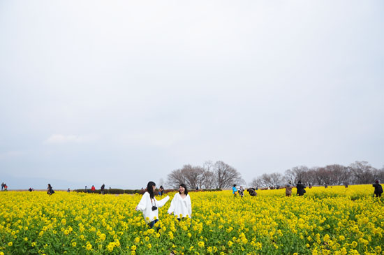 菜の花４