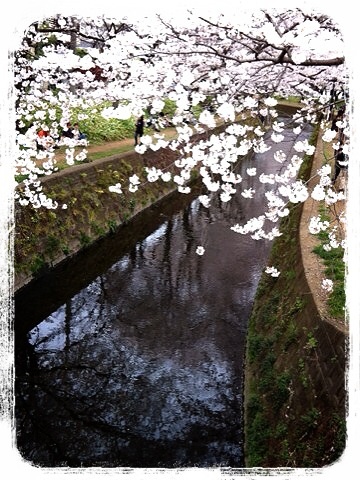 引地川の千本桜３