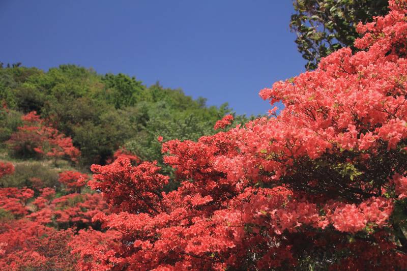 葛城山ツツジ園_003.jpg