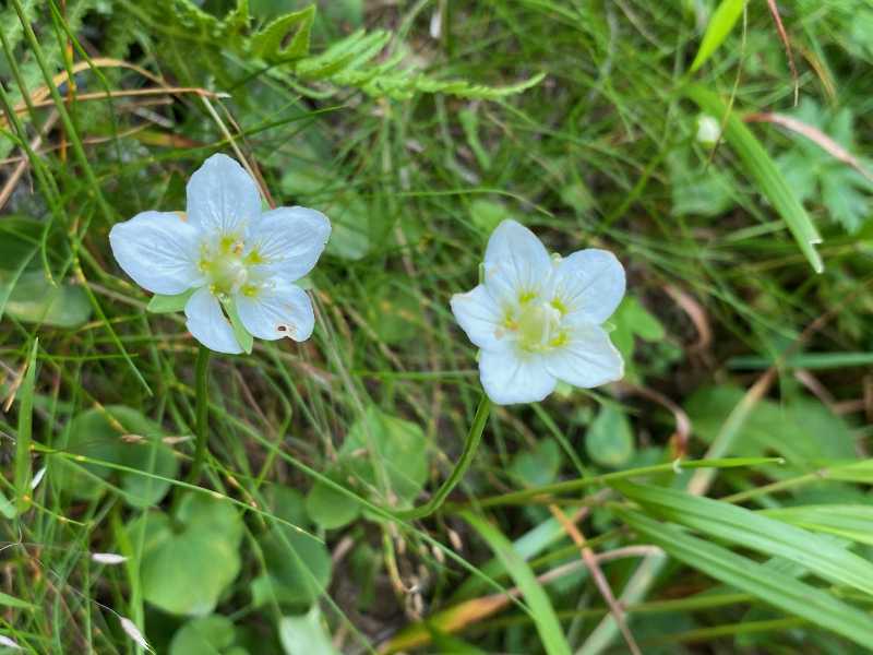 夏の北岳・間ノ岳（2）日本百名山・山梨百名山・白根三山（白峰三山） | 醍醐山と下部（しもべ）温泉 - 楽天ブログ