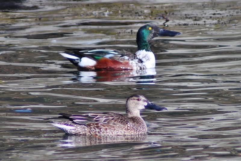 IMG_2426 (800x533).jpg