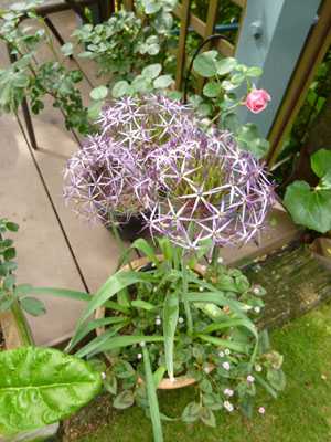 花２.jpg