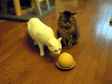 猫と文旦
