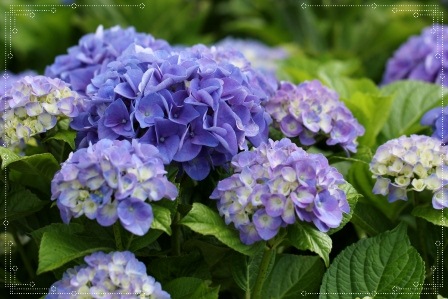 大乗寺丘陵公園-13-ピンクマナスル-1 13.6.22