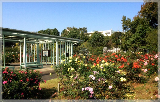 秋バラ・フラワーセンター大船植物園