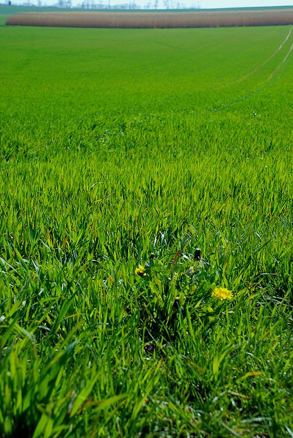 0608 grains and village02.jpg