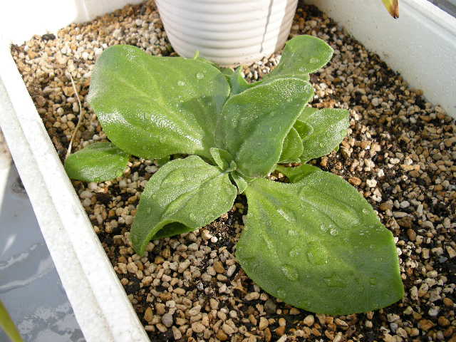 アイスプラントN.jpg