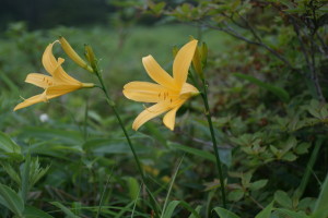 DSC08970.JPG