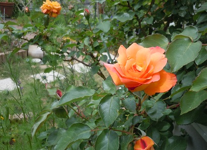 2013年5月10日　アンネの薔薇.jpg