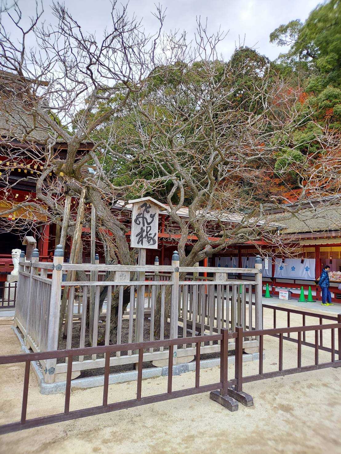 太宰府天満宮に行く | ほっこり君のほっこり農園へ - 楽天ブログ