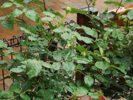 ローズ・ポンパドゥール