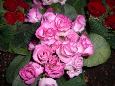 バラ咲きジュリアン