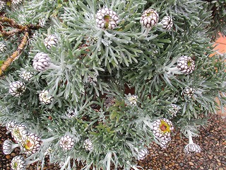 IMG_9258ss.jpg