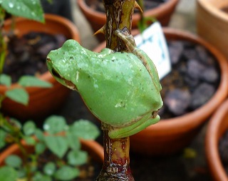 P1060895-ass.jpg