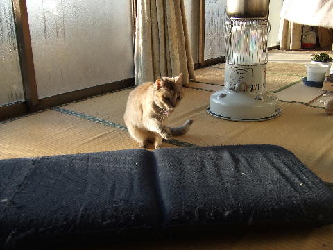 猫１.JPG