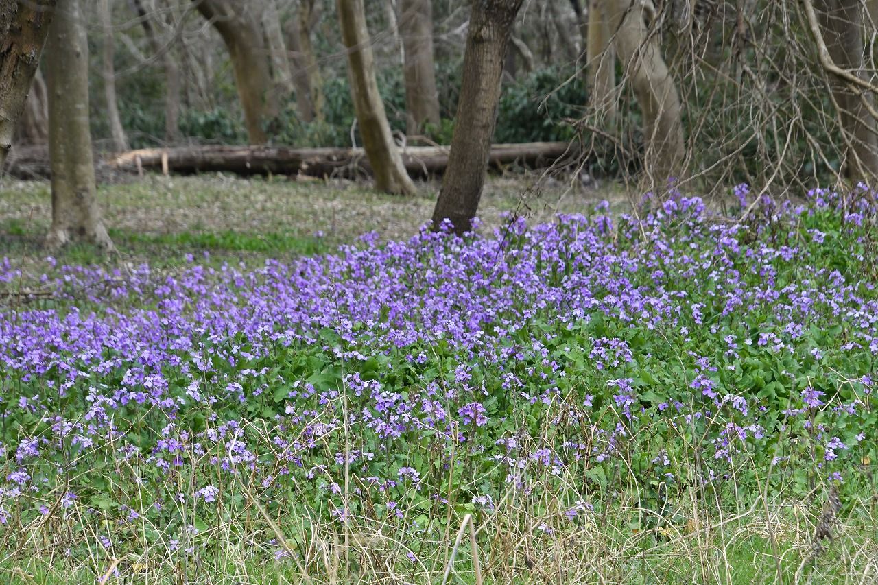 早春の佐倉の里山 雑草といわれる花たち Himekyonの部屋 楽天ブログ