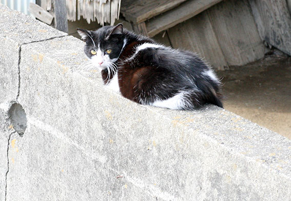 我が家のニャンコ♪2015/3/17-3