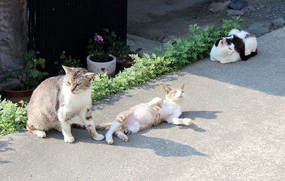 我が家のニャンコ♪2014/04/26-3