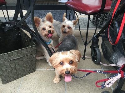 犬おでかけ 愛知県 の記事一覧 どらちゃん お出かけですよ 犬と旅行記 楽天ブログ