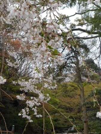 浜松城公園の桜