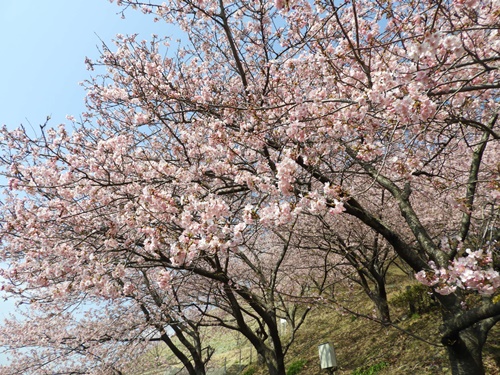 まつだ桜まつり